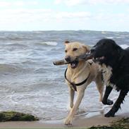 Labrador retriever Lady