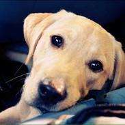 Labrador retriever Lady