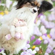Papillon Flying Fantasies Kasper "Chico" <333
