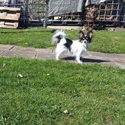 Papillon Balou