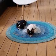 Papillon Balou