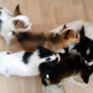 Papillon Balou