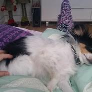 Papillon Balou