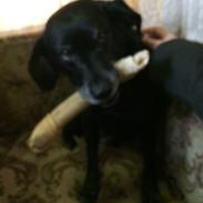 Blanding af racer Bella pigen R.I.P