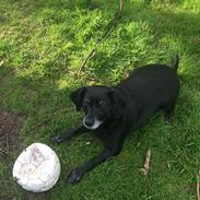 Blanding af racer Bella pigen R.I.P