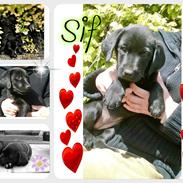 Labrador retriever Sif