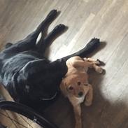 Labrador retriever Tazz