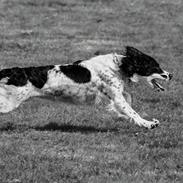 Field Trial Springer Spaniel Funky