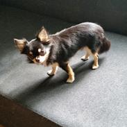 Chihuahua viggo