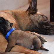 Malinois Czhaplin Codi-Fin