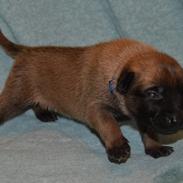 Malinois IGP3 Czhaplin Codi-Fin