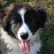 Border collie Bella - Divenzie's Arabella