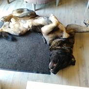 Mastin español Frekes bering