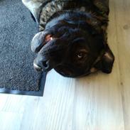 Mastin español Frekes bering