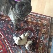 Fransk bulldog Daisy