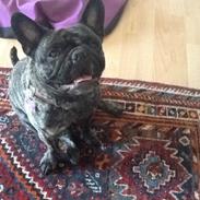 Fransk bulldog Daisy