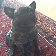 Fransk bulldog Daisy