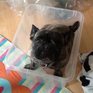 Fransk bulldog Daisy