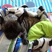 Fransk bulldog Daisy