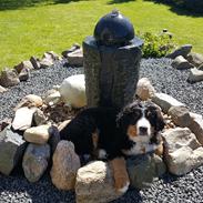 Berner sennenhund Hugo