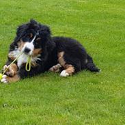 Berner sennenhund Hugo