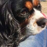 Cavalier king charles spaniel Candy