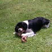 Cavalier king charles spaniel Candy