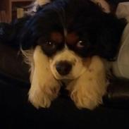 Cavalier king charles spaniel Candy