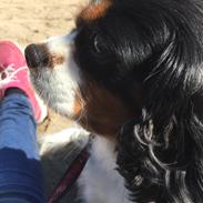 Cavalier king charles spaniel Candy