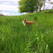 Shetland sheepdog Canto