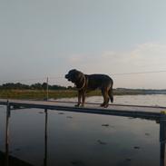 Mastin español Frekes bering