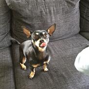 Chihuahua Diva