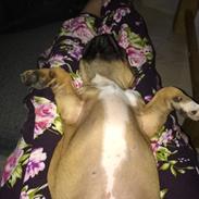 Fransk bulldog Oscar