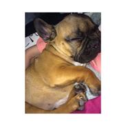 Fransk bulldog Oscar