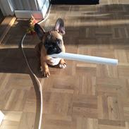 Fransk bulldog Oscar