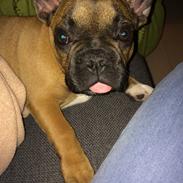 Fransk bulldog Oscar