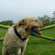 Blanding af racer Basse