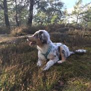 Australian shepherd Lucas