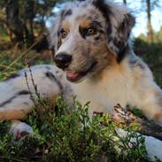 Australian shepherd Lucas