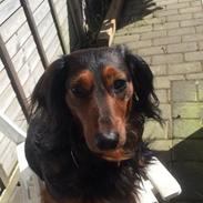 Dværggravhund Sofus