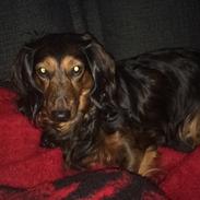 Dværggravhund Sofus