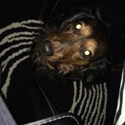 Dværggravhund Sofus