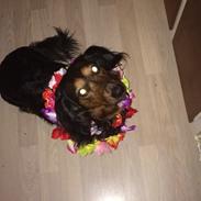 Dværggravhund Sofus