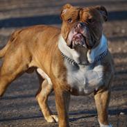 Olde english bulldogge schneider's Emil