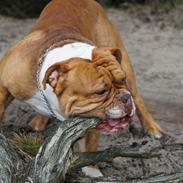 Olde english bulldogge schneider's Emil