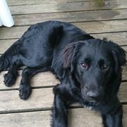 Blanding af racer Muffin 