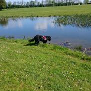 Blanding af racer Muffin 