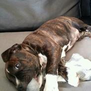 Staffordshire bull terrier Mico