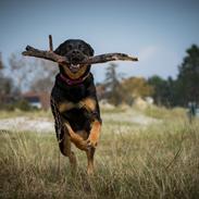 Blanding af racer Sally (Border Collie / Rottweiler)