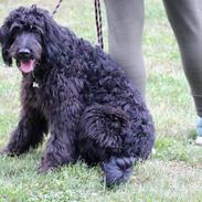 Blanding af racer (Doodle F2) Louis